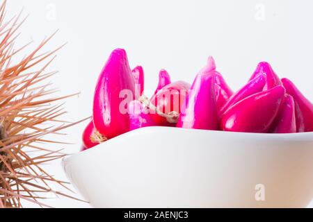 Pitiguey Rosa Frucht in weißer Schale mit Melocactus Curvispinus. Stockfoto