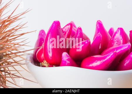 Pitiguey Rosa Frucht und Melocactus Curvispinus. Stockfoto