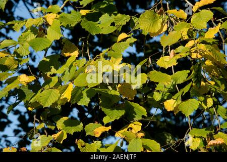 Hasel (Corylus avellana) Blätter seneszend, färben sich im frühen Herbstsonntag, in der Grafschaft, im Oktober Stockfoto