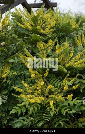 Mahonia x Media 'Winter Sonne "blühenden Garten Strauch mit blütenständen von gelben Blumen in einem feuchten Herbst, Berkshire, November Stockfoto