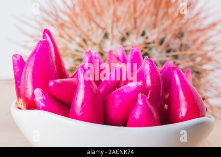 Pitiguey Rosa Frucht und Melocactus Curvispinus. Stockfoto