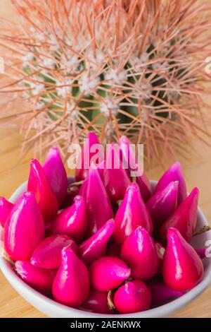Pitiguey Pink Fruit White Bowl und Melocactus Curvispinus Stockfoto
