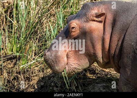 Hippo munching Gras - Seitenansicht des ganzen Kopf Stockfoto