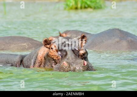 Hippo teilweise eingetaucht in Kazinga Kanal Stockfoto