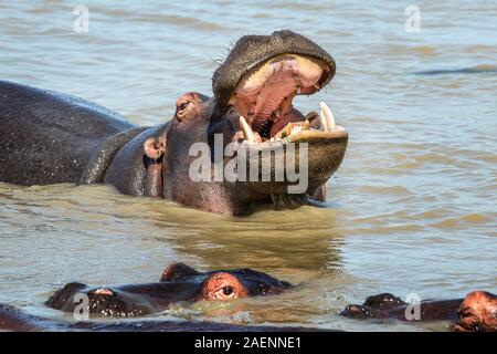 Die großen Flußpferd Gähnen zeigt Zähne und andere Details mit einem anderen vorsichtig Hippo im Vordergrund. Stockfoto