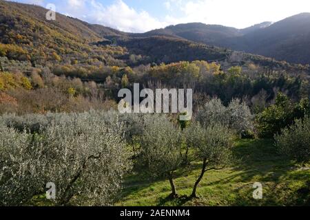 Typische Landschaft Landschaft in der Nähe von Arezzo in der Toskana, die Olivenhaine in der Nähe der Berge, auf einen Herbst Sonnenuntergang und Farben Stockfoto