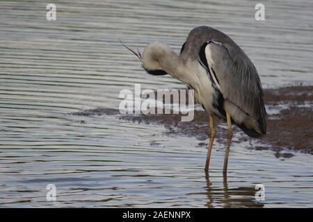 Graureiher (Ardea cinerea) Putzen im Wasser mit Bowling Green Marsh, Topsham auf einem Sommer Abend. Exeter, Devon, Großbritannien. Stockfoto