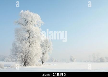 Winterlandschaft von frosted Bäume gegen den blauen Himmel an einem sonnigen Morgen. Stockfoto