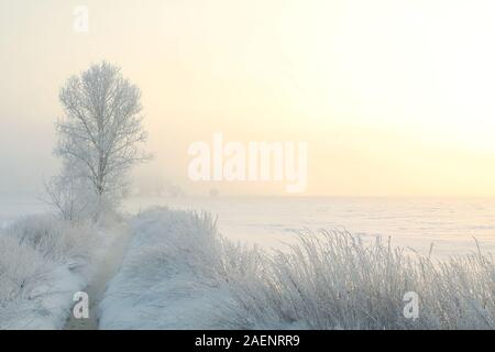 Winterlandschaft von frosted Baum am Ufer des Flusses an einem nebligen Morgen. Stockfoto