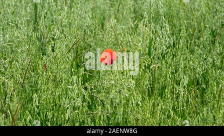 Ein einsamer Poppy im grünen Feld Stockfoto