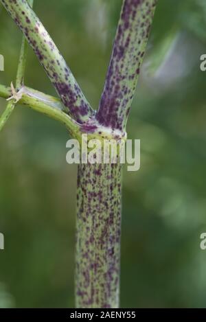 Violett gefleckten Stengel charakteristisch für Schierling, Conium maculatum, hohl und giftige, Devon, Juli Stockfoto