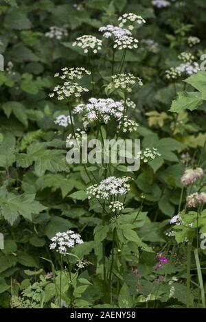 Boden Elder, Goutweed oder Bishop's Weed, Aegopodium podograria, blühende Pflanzen Stockfoto