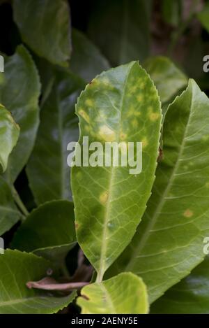 Bakterielle schuss Loch, Pseudomonas syringae, chlorotic Blatt auf Cherry Laurel, Prunus laurocerasus, in einem Garten Hecke, Juli Stockfoto