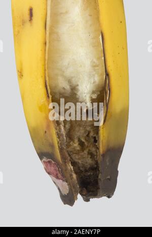 Nach der Ernte bei der Lagerung rot an der Blüte Ende einer Banane Obst, Rosa und weissen Schimmel mit faulendem Fleisch Stockfoto