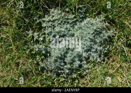 Dichten blattrosette von Marsh Distel, Cirsium palustre, im Gras Weide, Berkshire, April Stockfoto