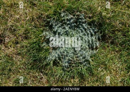 Dichten blattrosette von Marsh Distel, Cirsium palustre, im Gras Weide, Berkshire, April Stockfoto