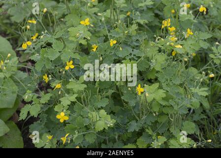 Die jungen Blätter und Blüten einer, schöllkraut Chelidonium majus, im Frühling, Berkshire, April Stockfoto