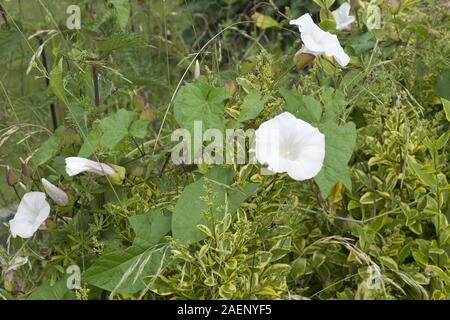 Mehr oder Hedge bindweed, Calystegia sepium, schleichende Unkraut mit weißen Blüten und Blätter wachsen durch eine privet Hedge, Juni Stockfoto