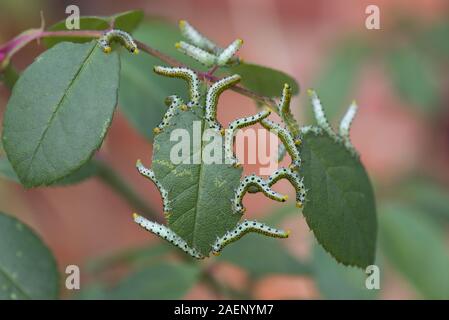 Große rose sawfly, Archips pagana, Larven fressen an dekorativen Rosenblüten im Sommer, Berkshire, September Stockfoto