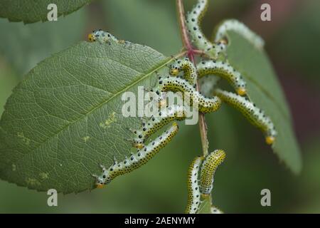 Große rose sawfly, Archips pagana, Larven fressen an dekorativen Rosenblüten im Sommer, Berkshire, September Stockfoto