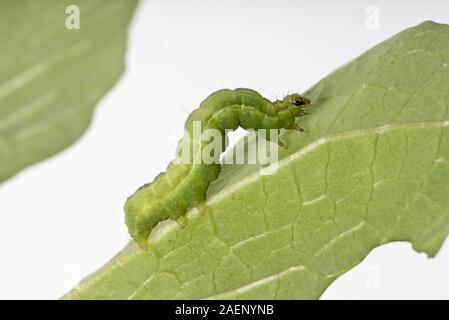 Silber Y Moth, Autographa gamma, Caterpillar Fütterung auf ein runner bean Blatt, Berkshire, September Stockfoto