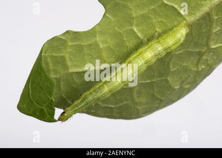 Silber Y Moth, Autographa gamma, Caterpillar Fütterung auf ein runner bean Blatt, Berkshire, September Stockfoto