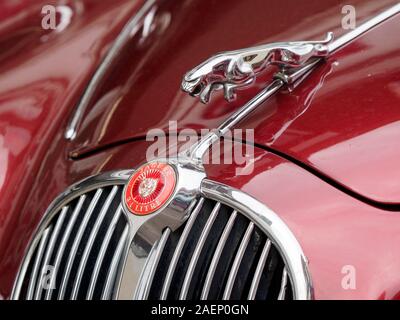 Jaguar Logo/Maskottchen auf einer Motorhaube schließen bis auf einen Oldtimer. Stockfoto