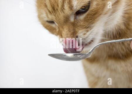 Red cat. Bilder von Katzen, süße Katze, Zeichnungen von Katzen, Zeichnungen von Katzen. Die Katze leckt. Russische Katze mit Schmetterling auf einem weißen Hintergrund. Isolieren kopieren Stockfoto