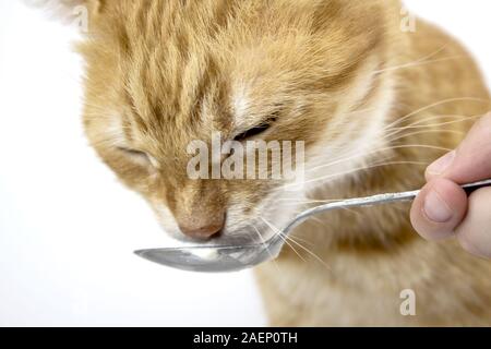 Red cat. Bilder von Katzen, süße Katze, Zeichnungen von Katzen. Katze frisst von einem Löffel. Russische Katze mit Schmetterling auf einem weißen Hintergrund. Copyspace isolieren. Stockfoto