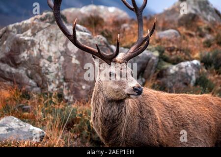 Highland Rotwild closeup Stockfoto