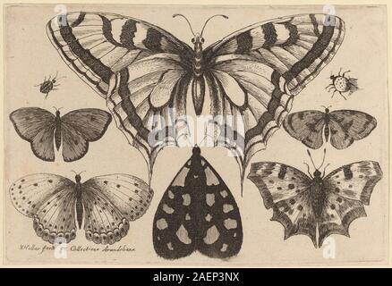 Wenzel Hollar, fünf Schmetterlinge, Motten, Käfer, 1646, fünf Schmetterlinge, Motten, und zwei Käfer; 1646 Datum Stockfoto