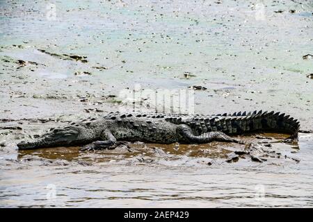 Wildes Krokodil ruht auf Schlamm durch den Fluss. Tarcoles Fluss, Puntarenas, Costa Rica. Stockfoto