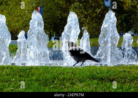 Nebelkrähe in städtische Umwelt. deep green Gras von Brunnen. Scotch Krähe oder Hoodie. Corvus cornix. Eurasischen Krähe.. Abstrakte Perspektive Stockfoto