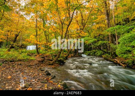 Klar Oirase Mountain Stream fließen durch den Wald von buntes Laub im Herbst Jahreszeit an Oirase Tal in Towada Hachimantai Nationalpark, Japan. Stockfoto