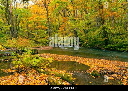 Bunte Blätter fallen, der Boden im Wald von Herbst, dass die Oirase Mountain Stream fließen durch an Oirase Tal in Towada Hach Stockfoto