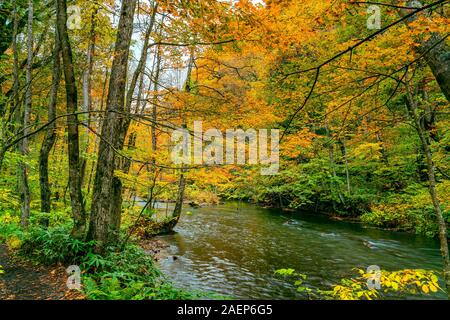 Wunderschöne Aussicht auf buntes Laub Wald im Herbst Jahreszeit mit Oirase Mountain Stream fließen über den Boden mit fallenden Blätter an Oirase G abgedeckt Stockfoto