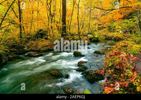 Oirase Mountain Stream fließen schnell vorbei an grünen bemoosten Felsen mit fallenden Blätter in das bunte Laub Herbst Wald am Oirase Gehen abgedeckt Stockfoto