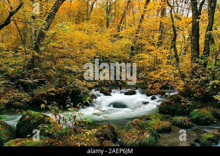 Herbst Farbe der Blätter in Oirase Oirase Tal mit dem Fluss fließen über Felsen im Wald an Oirase Schlucht in Towada Hachimantai National Park, Stockfoto