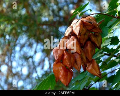 Laterne Baum Detail. botanischer Name Koelreuteria paniculata. laubbäume Straße Baum. rostig braune Farbe Samenkapseln. Natur Szene. verschwommenen Hintergrund. Stockfoto