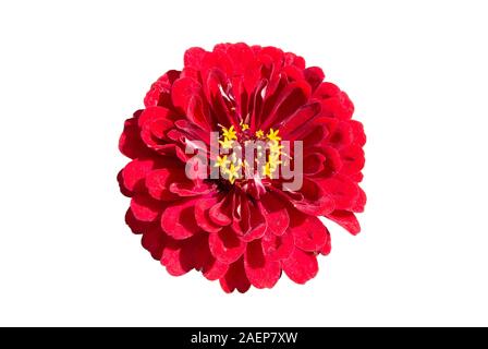Red Calendula officinalis Flower mit weißem Hintergrund Stockfoto