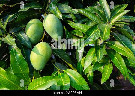 Nahaufnahme von Mangos Hängen an einem Baum Stockfoto