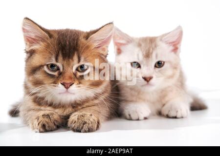 Vorderansicht von zwei braunen und weißen Kurzhaar Kätzchen. Isolierte Nahaufnahme von Flauschige baby Katzen mit niedlichen Pfoten liegend, auf weiße studio Hintergrund. Konzept der Haustiere, Tiere. Stockfoto