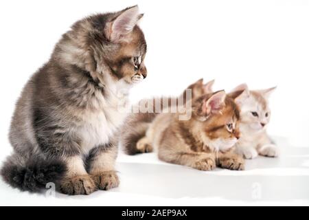 Vorderansicht des Kurzhaar Kätzchen im Vordergrund und drei Rücken lag. Isolierte Nahaufnahme von Flauschigen Katzen mit niedlichen Pfoten Lügen und weg schauen auf weißem Studiohintergrund. Konzept der Haustiere, Tiere. Stockfoto