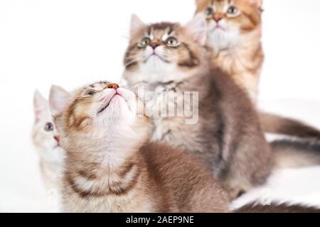 Von oben Blick auf drei Braun graue und weiße Kätzchen Erwärmung. Gruppe der flauschige Baby schläfrige Katzen mit niedlichen Pfoten liegen auf weiße studio Hintergrund. Konzept der Haustiere, Tiere. Stockfoto