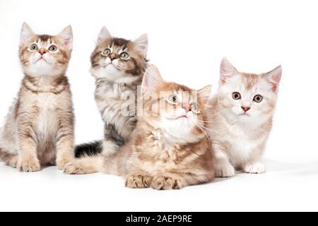 Vorderansicht von vier süßen Kätzchen mit verschiedenen Fell Farben. Isolierte Nahaufnahme von Flauschige baby Katzen im Einklang Posing, blickte auf weißem Studiohintergrund. Konzept der Haustiere, Tiere. Stockfoto