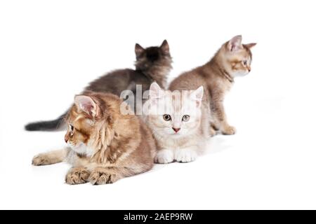 Vorderansicht von vier süßen Kätzchen mit verschiedenen Fell Farben. Isolierte Nahaufnahme von Flauschigen Ruhe baby Katzen mit niedlichen Tatzen auf weiße studio Hintergrund posiert. Konzept der Haustiere, Tiere. Stockfoto