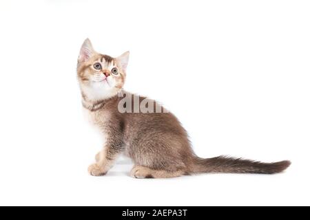 Seitenansicht der kleinen niedlichen braun Kurzhaar tabby Kitten mit liebenswerten Long Tail. Flauschige Baby Katze mit niedlichen Pfoten sitzen, blickte auf weißem Studiohintergrund. Konzept der Haustiere, Tiere. Stockfoto