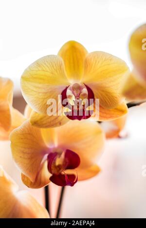 Wunderschöne tropische exotische Orchideen mit rosa und gelb Motte Phalaenopsis blumen Makro mit selektiven Fokus, auf hellem Hintergrund Stockfoto