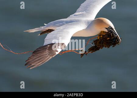 Northern Gannet tragenden Teile des Netzes Stockfoto