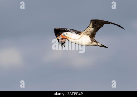 Northern Gannet tragenden Teile des Netzes Stockfoto